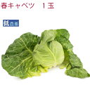 春キャベツ 神奈川産 低農薬栽培 1玉 春野菜 春野菜 やさい 母の日