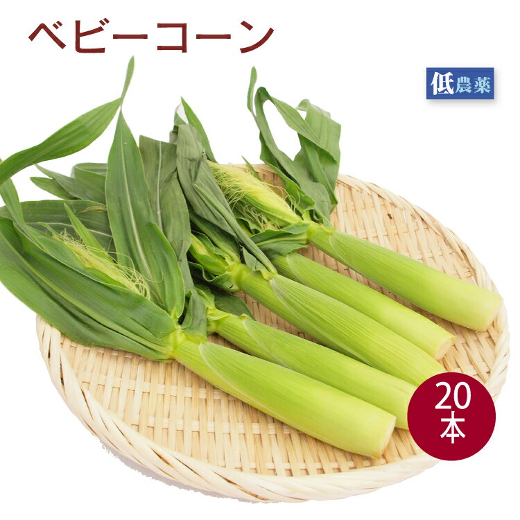 ベビーコーン（皮付き） 20本　山梨産　低農薬栽培　期間限定のサムネイル