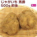 じゃがいも 男爵 500g前後 無農薬栽培