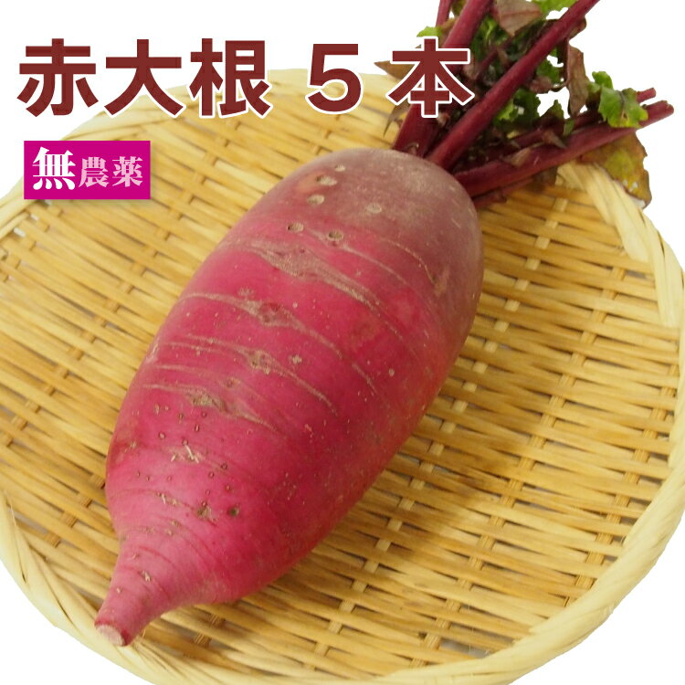 赤大根 5本 無農薬栽培 青森産