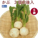カブ 1袋3個前後入×5袋 低農薬栽培 母の日
