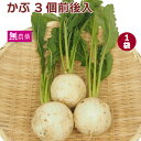 カブ 1袋3個前後入×1袋