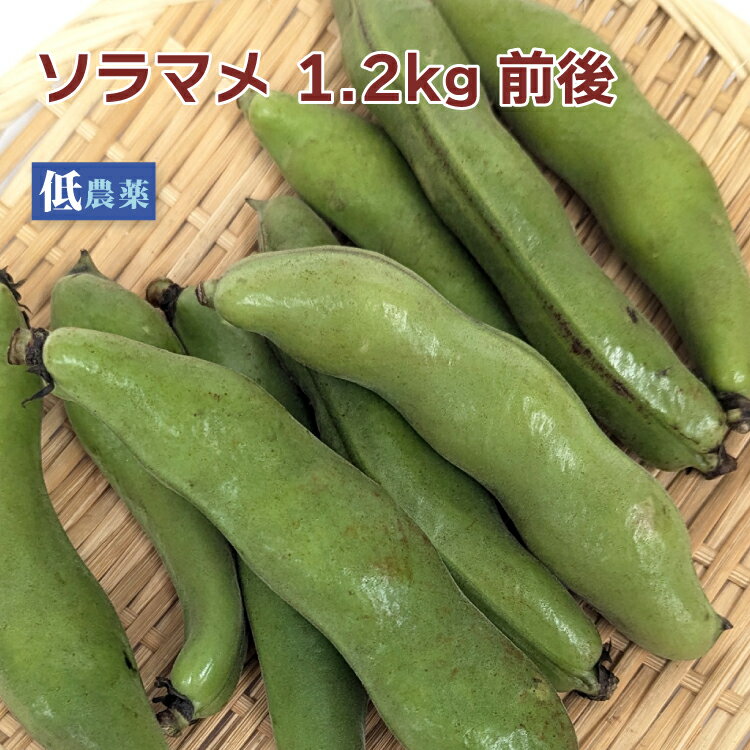 ソラマメ 低農薬栽培 1.2kg前後