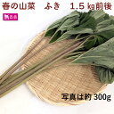 ふき 埼玉県産 無農薬栽培 1.5kg前後 春の山菜 母の日