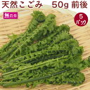 山菜 天然こごみ 天然物 50g× 5パック 母の日