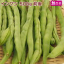 インゲン 500g前後 長野産 無農薬栽培