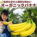 バナナ オーガニック 有機栽培 農薬不使用 有機JAS認証つき ジュース スムージー 健康 ギフト プレゼント 燻蒸処理なし 2kg・5kgから選べます 母の日