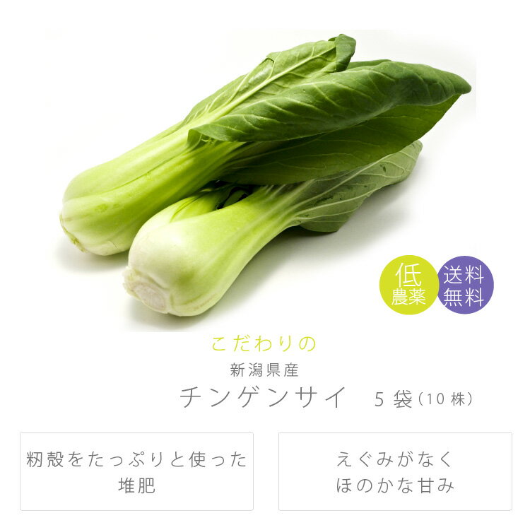 チンゲンサイ 新潟県産 低農薬栽培 5袋（10株）