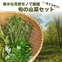 一年で今だけ期間限定! 天然 山菜 セット 今が旬の4種類 厳選 詰め合わせ 国産 生 天ぷら用 春の味覚 自然 希少 お取り寄せ 母の日