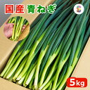 国産 青ねぎ 5kg 業務用 送料無料 【 徳島県産 薬味 青ネギ 5キロ 1箱 クール便 】【 葱 ねぎ ネギ 青葱 青ネギ 長葱 長ねぎ 長ネギ 細葱 細ね...