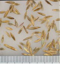 【 芝 種 トールフェスク 】 トールフェスク 1kg 牧草 放牧 採草 栽培用 緑化 芝生 種子 カネコ種苗