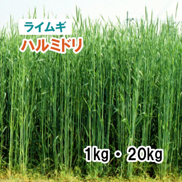 秋播き【 飼料用 ライムギ 】 ハルミドリ （極早生） 1kg 20kg らい麦 牧草 放牧 採草 緑化 栽培用 種..