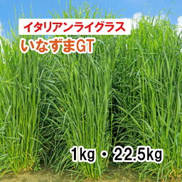 【 飼料用 イタリアンライグラス 】 いなずまGT （早生・短期利用型） 1kg 22.5kg 牧草 放牧 採草 緑化 栽培用 種子 カネコ種苗