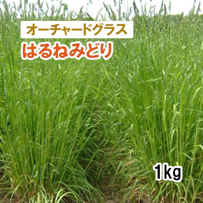 【 飼料用 オーチャードグラス 】 はるねみどり （早生） PVP 1kg 牧草 放牧 採草 栽培用 緑化 種子 カネコ種苗