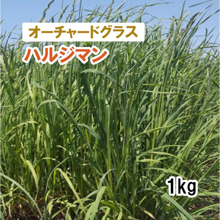 【 飼料用 オーチャードグラス 】 ハルジマン （中晩生） PVP 1kg 牧草 放牧 採草 栽培用 緑化 種子 カ..