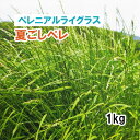 【 飼料用 ペレニアルライグラス 】 夏ごしペレ (4倍体晩生) 1kg 牧草 放牧 採草 栽培用 緑化 種子 カネコ種苗