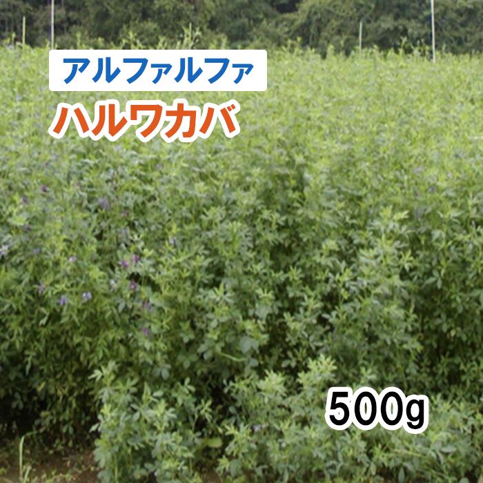  ハルワカバ （早生）PVP 500g 牧草 栽培用 緑化 種子 カネコ種苗