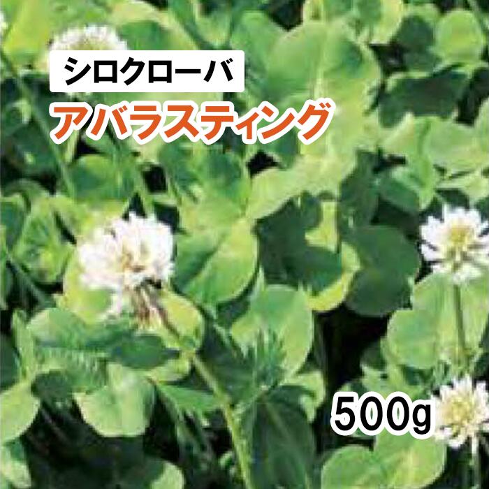 ※コート種子※【 シロクローバ 種 】 アバラスティング （中葉種）500g 牧草 放牧用 採草用 栽培用 飼料用 緑化 種子 雪印種苗