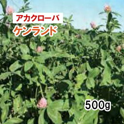 【 アカクローバ 種 】 ケンランド （早生）500g 牧草 放牧用 栽培用 飼料用 緑化 種子 雪印種苗