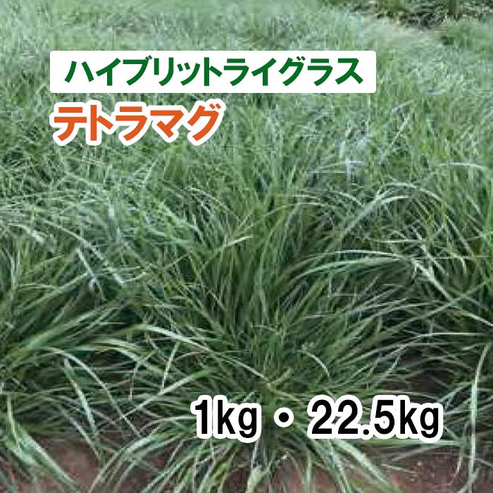 【 種 ハイブリットライグラス 】 テトラマグ 1kg 22.5kg 牧草 放牧 栽培用 飼料用 緑化 緑肥 種子 雪印種苗