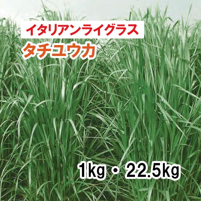 品薄【 飼料用 イタリアンライグラス 】 タチユウカ （早生）PVP 1kg 22.5kg 牧草 放牧 採草 栽培用 緑化 緑肥 種子 雪印種苗