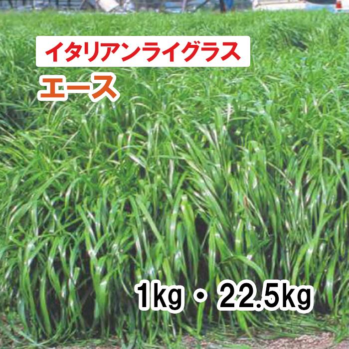 【 飼料用 イタリアンライグラス 】 エース（晩生）1kg 22.5kg 牧草 放牧 採草 栽培用 緑化 緑肥 種子 雪印種苗