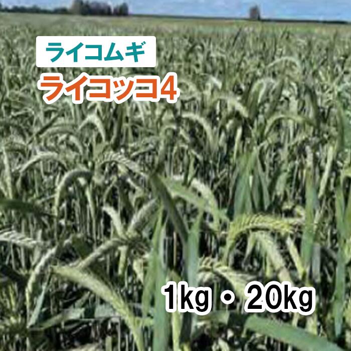 【 飼料用 ライコムギ 】ライコッコ4（極早生）1kg 20kg 牧草 放牧 採草 栽培用 緑化 緑肥 種子 雪印種苗