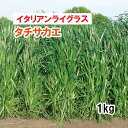 【 緑肥用 イタリアンライグラス 】 タチサカエ (中生)1kg PVP 牧草 放牧 採草 栽培用 飼料用 緑化 種子 タキイ種苗