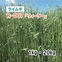 【 飼料用 ライムギ 】R-007「ウィーラー」 1kg 20kg 牧草 放牧 採草 栽培用 緑化 緑肥 種子 雪印種苗