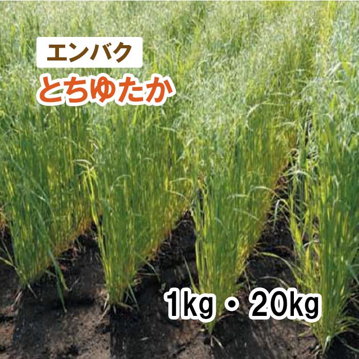 【 飼料用 エンバク 】とちゆたか 1kg 20kg 牧草 放牧 採草 栽培用 緑化 緑肥 種子 雪印種苗