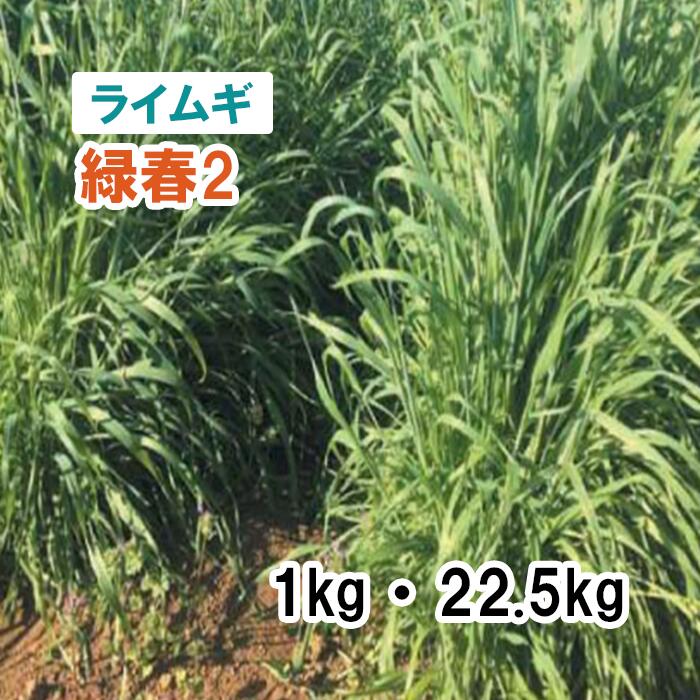 【 飼料用 ライムギ 】緑春2 1kg 22.5kg 牧草 放牧 採草 栽培用 緑化 緑肥 種子 雪印種苗