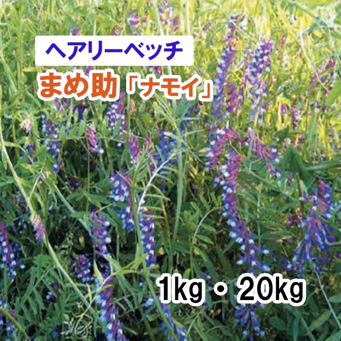 【 飼料用 ヘアリーベッチ 】まめ助 「 ナモイ 」（早生） 1kg 20kg 牧草 放牧 採草 栽培用 緑化 緑肥 ..