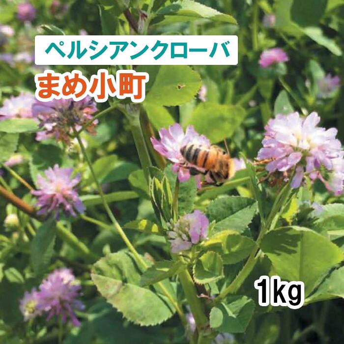 【 飼料用 ペルシアンクローバ 】まめ小町 1kg 牧草 放牧 採草 栽培用 緑化 緑肥 ミツバチ 蜜源 種子 雪印種苗