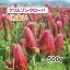 【 飼料用 クリムゾンクローバ 】くれない 500g 牧草 放牧 採草 栽培用 緑化 緑肥 ミツバチ 蜜源 種子 雪印種苗