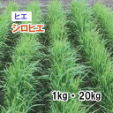 【 飼料用 ヒエ 】 シロヒエ(早生)1kg 20kg 牧草 放牧 栽培用 緑化 緑肥 種子 雪印種苗