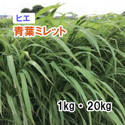 【 飼料用 ヒエ 】 青葉ミレット（中生）1kg 20kg 牧草 放牧 栽培用 緑化 緑肥 種子 雪印種苗
