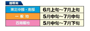 【 飼料用 シコクビエ 】 シコクビエ 1kg 20kg 牧草 放牧 栽培用 緑化 緑肥 種子 雪印種苗