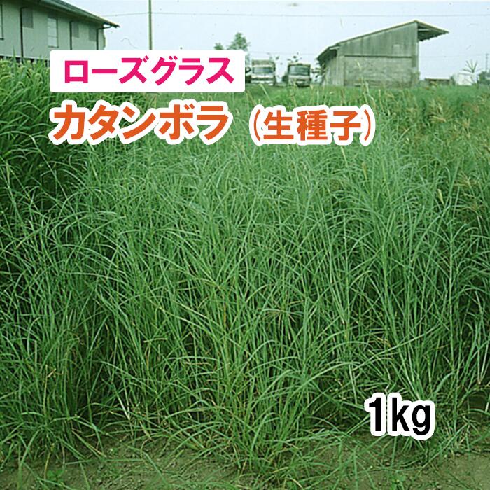 ※生種子※【 飼料用 ローズグラス 】 カタンボラ 1kg 牧草 放牧 栽培用 緑化 緑肥 種子 雪印種苗