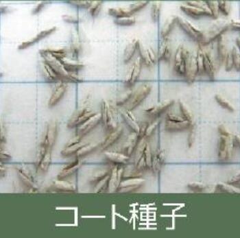 ※コート種子※【 飼料用 ローズグラス 】 カリーデ （晩生）1kg 牧草 放牧 栽培用 緑化 緑肥 種子 雪印種苗