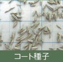 ※コート種子※大型で再生力旺盛な4倍体晩生品種 ［特徴］ 4倍体の晩生品種。 大型で再生力旺盛な多収品種。 沖縄では永年利用に適する。 ［播種量］ コート種子：5.0～6.0kg/10a ［ご確認ください］ この商品はメーカーより直送のため、納品書及び領収書は同封できません。 購入履歴より「注文詳細を表示」をクリックし、ご自身で領収書・請求書を発行してください。 ［種子商品と責任］ ※種子は発芽試験の基準を満たしたものをお届けいたしますが、商品の性質上、すべて同一ではなく異株が出ることがございます。 ※播種後の条件が商品にとって不適切な場合、発芽しないことがございます。品目ごとに適した条件下での管理をお願いいたします。 ※種子はご注文いただいた時点で有効期限内のものを発送させていただきますが、種子はナマモノとなりますので、予め作型をご自身でお決めいただいてからのご購入を推奨いたします。 ※独自に加工した種子を使用した場合、自家採種（採り返し）した種子を使用した場合、お届け後に種子の有効期限が切れたものを播いた場合の責任は負いかねます。 ※種子は保管状況、天候、栽培環境など様々な条件により結果が異なるため、種子の生長後や収穫物に対する補償は行っておりません。 ※植物は品種の特性や環境によって生育差が生じることがあるため、記載の収穫量、サイズ、味などの表現に関しては異なる場合がございます。