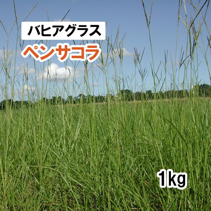 【 飼料用 緑化用 バヒアグラス 】 ペンサコラ 1kg 牧草 放牧 栽培用 緑肥 種子 雪印種苗