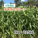 【 飼料用 ソルガム 】 テキサスグリーン 1kg 22.5kg 牧草 放牧 栽培用 緑化 緑肥 種子 雪印種苗