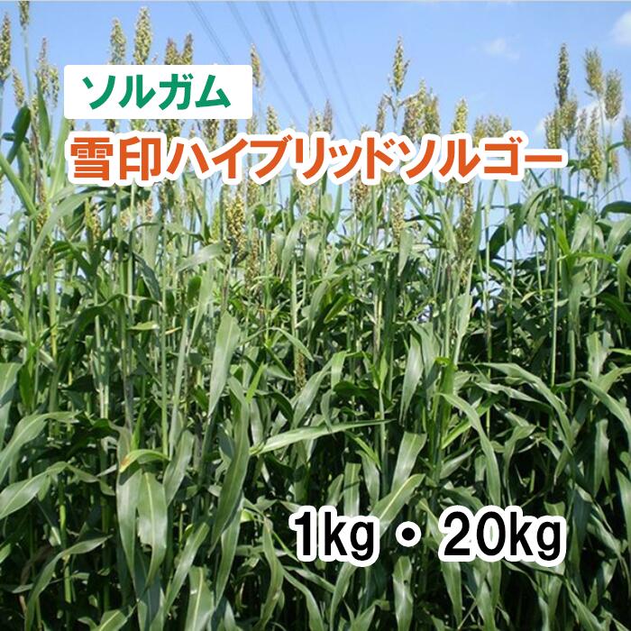 【 飼料用 ソルガム 】 雪印ハイブリッドソルゴー / FS1261（早生）1kg 20kg 牧草 放牧 栽培用 緑化 緑肥 種子 雪印種苗