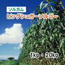 【 飼料用 ソルガム 】 ビッグシュガーソルゴー / シュークロソルゴー405 (晩生)1kg 20kg 牧草 放牧 栽培用 緑化 緑肥 種子 雪印種苗
