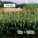 【 飼料用 ソルガム 】 短尺ソルゴー （早中生）1kg 20kg 牧草 放牧 栽培用 緑化 緑肥 種子 雪印種苗