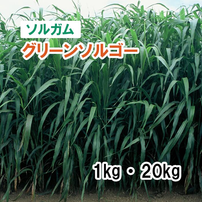 【 飼料用 ソルガム 】 グリーンソルゴー / スーパーダン 1kg 20kg 牧草 放牧 栽培用 緑化 緑肥 種子 雪印種苗