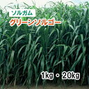 緑化用 草本 サザンカ 果皮付 日本産 種 1kg 種のみの販売 侵食防止 緑化 法面 種子 紅大 共B 代引不可 個人宅配送不可