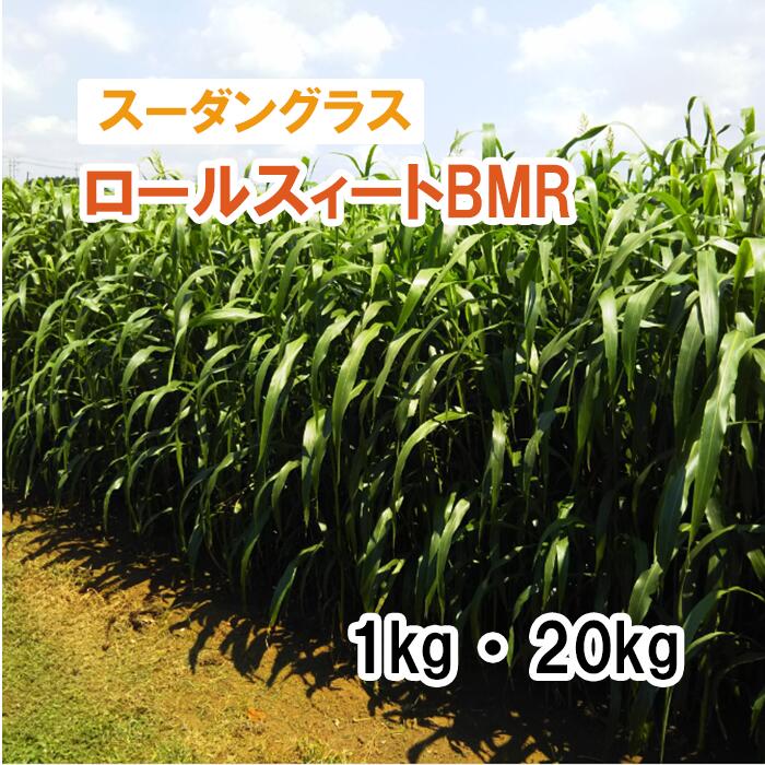 【 飼料用 スーダングラス 】 ロールスィートBMR （極早生）1kg 20kg 牧草 放牧 栽培用 緑化 緑肥 種子 雪印種苗