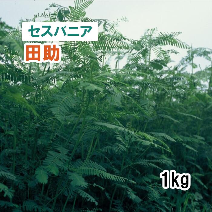 【 緑肥用 セスバニア 】 田助 1kg 牧草 放牧 栽培用 緑化 緑肥 種子 根粒菌別売り 雪印種苗