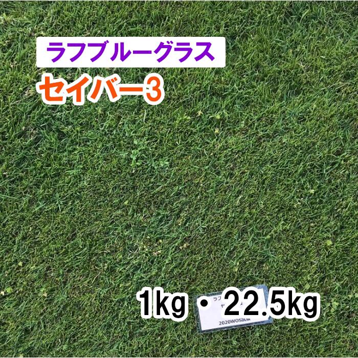 【 芝生用 緑化用 ラフブルーグラス 】 セイバー3 1kg 22.5kg 牧草 放牧用 栽培用 緑肥 種子 雪印種苗